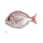 Pageot breka Entier au kg