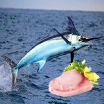 Espadon découpé au kg