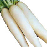 Navet  blanc Long Kg