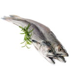 Merlan FILET net au kg